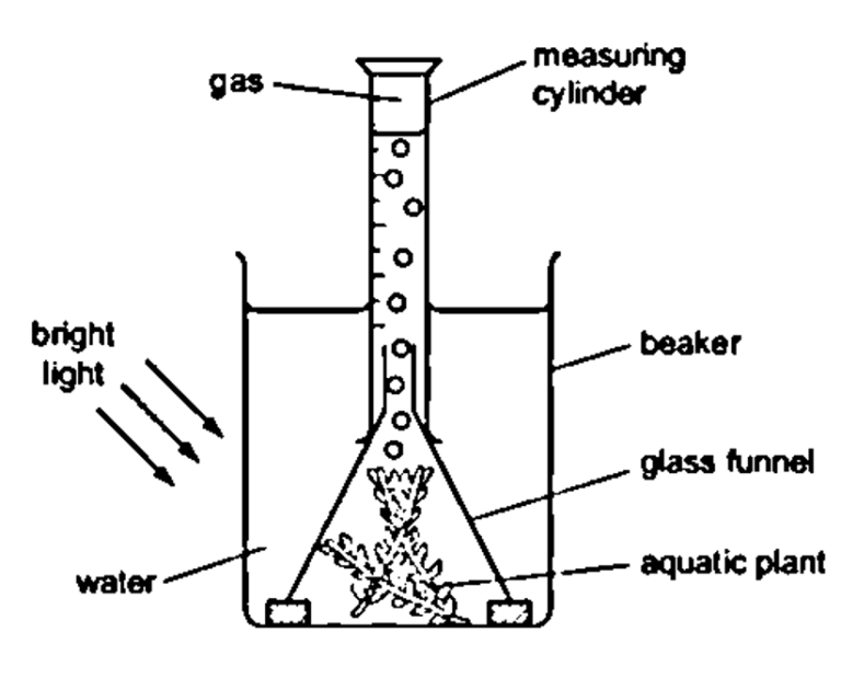 Proving the Production of Oxygen